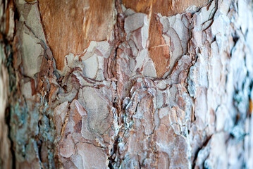 tree bark pine close-up. Natural forest texture. Selective focus