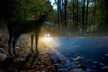 Fototapeta KFZ Versicherung - Wildunfall im Herbst obraz