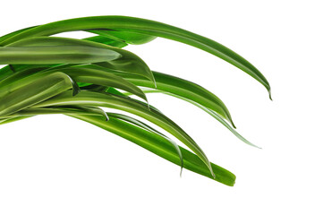 Green leaves of amaryllis.