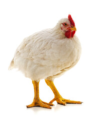 One small white cock.