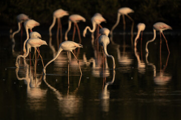 A flock of Greater Flamingos feeding at Tubli bay in the morning, Bahrain