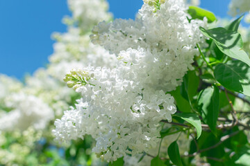 Lilac (Syringa) branches with blooming white flowers close up on blue sky background