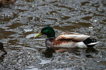 Nice wild young duck on winter lake hunting survive nature
