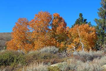 Fototapeta na wymiar Fall Colors in California