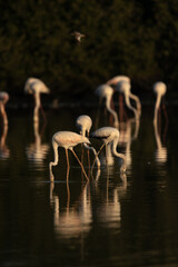 Greater Flamingos feeding at Tubli bay in the morning hour, Bahrain