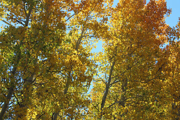 Quaking Aspen in the Fall