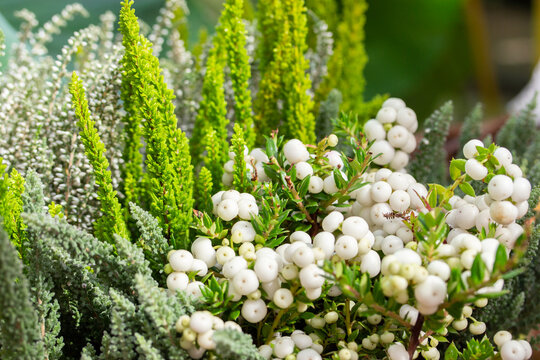 White pernettia berries and heather sprigs close-up, natural background, garden decoration