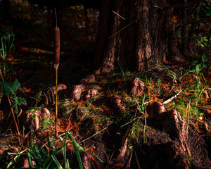 Close-up of a tree trunk with exposing roots and a cattail lit by the autumn sun