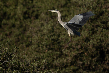 Fototapeta premium Grey Heron landing on mangrove at Tubli bay, Bahrain