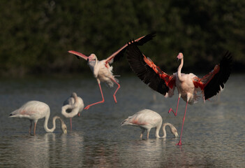 Greater Flamingos landing at Tubli bay in the morning, Bahrain