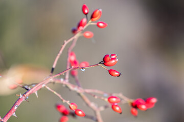 red berries on a branch