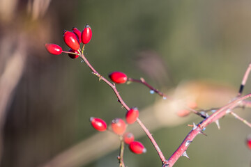 Fototapeta na wymiar red berries on a branch