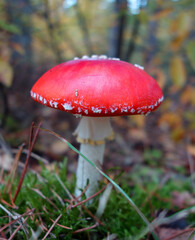 Schöne giftpilz im wald. Fliegenpilz