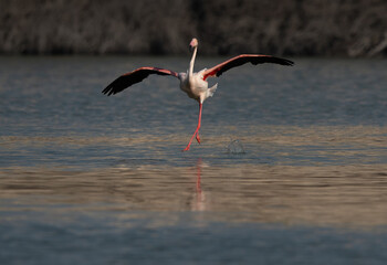 Greater Flamingo landing at Tubli bay in the morning, Bahrain