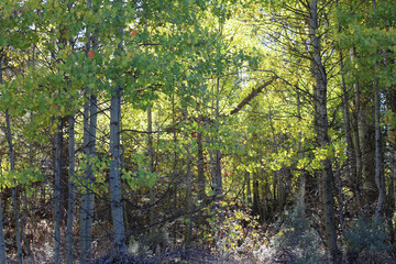 Fall Colors in Oregon