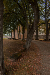 Fototapeta premium Calm walk path for promenades in the forest. The sequence of tall straight and curvy tree trunks along the road. Yellow foliage on the floor. No people around.