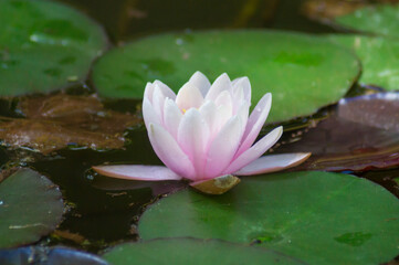 pink water lily