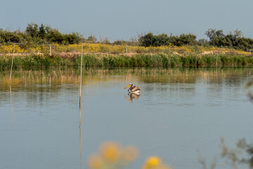Lone pelican swimming on a lake near Zikhron Ya'akov, Israel. Pelican bird resting on a pond before a long winter flight to Africa. 
