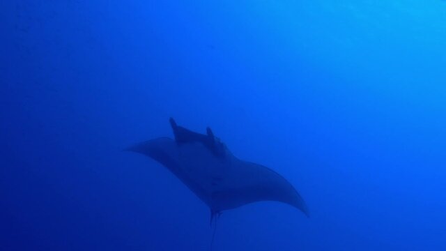 Gigantic Black Oceanic Manta Ray and fish floating on a background of blue water in search of plankton looking for food. Underwater scuba diving in Maldives.