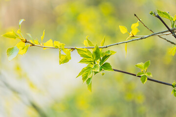 Young Spring Green Leaf Leaves Growing In Branches Of Forest Bush Plant Tree. Young Leaf In Sunlight On Boke Bokeh Natural Blur.