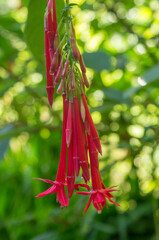 red Fuchsia boliviana