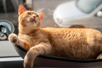 gato atigrado de color marrón acostado en una hamaca junto a la ventana, mira hacia arriba