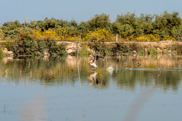 Pelican bird on a lake on a warm autumn morning near Zikhron Ya'akov in Israel. Flight of the pelican. 
