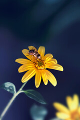 Small yellow bright summer flowers and bee  on a background of blue and green foliage in a fairy garden. Macro artistic image.