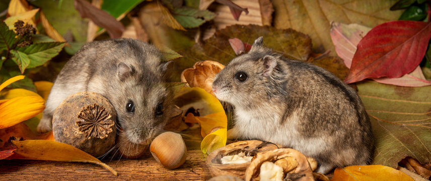 little pet hamster - Phodopus sungorus - close up