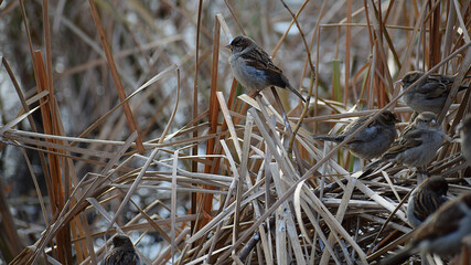 Sparrows in the city Park