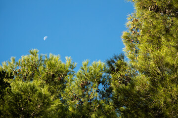 Green trees and blue sky - moonlight during the day - Nature landscape view