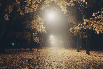 Autumn city park at night in fog