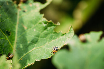 Colorado Striped Beetle - Leptinotarsa Decemlineata. This Beetle Is A Serious Pest Of Potatoes