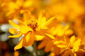 黄色のコスモス
