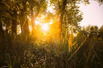 Beautiful Sunset Sunrise Sun Sunshine Through Green Grass In Sunny Summer Forest. Sunlight In Fresh Forest Grass