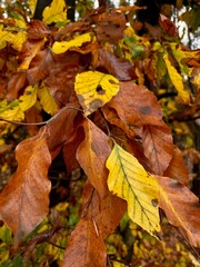 Red autumn leaves on the tree