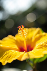 黄色いハイビスカス
