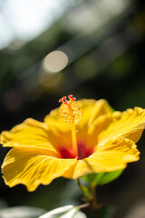 黄色いハイビスカス
