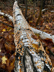 mushrooms on a fallen tree