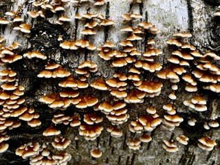 mushrooms on a fallen tree macro