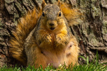 Squirrel