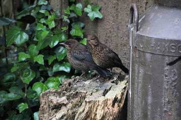 A Blackbird on a log