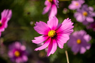 ピンク　コスモス
