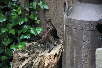 A Blackbird on a log