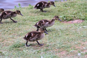 A close up of some Mallard Ducklings