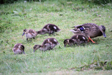A close up of some Mallard Ducklings
