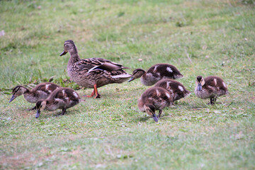 A close up of some Mallard Ducklings