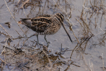 correlimos pectoral -Calidris melanotos-. es Cibollar, Albufera de mallorca, Mallorca,Islas Baleares,Spain.