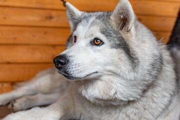 Siberian husky dog close up.