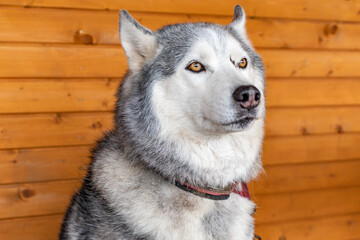 Siberian husky dog close up.